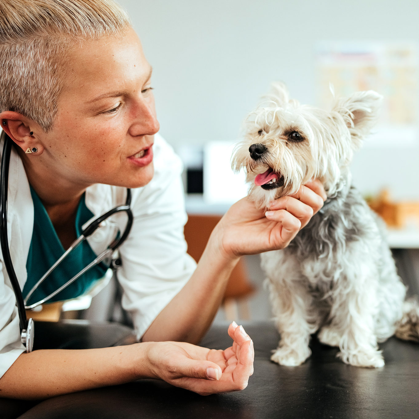 Female veterinarian checking up the dog at the veterinarian clinic